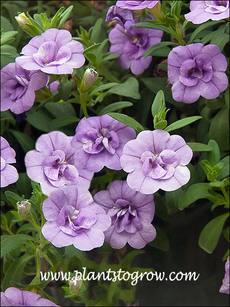 Calibracha Minifamous Double Amethyst